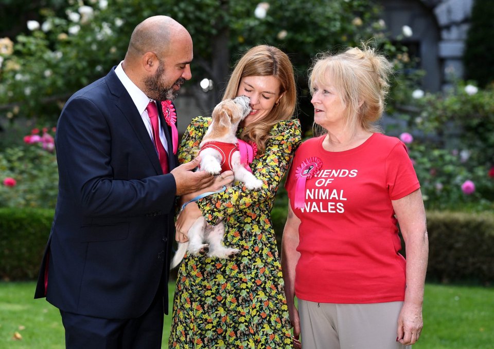  Carrie Symonds cuddling her new puppy Dilyn after he arrived at Downing Street