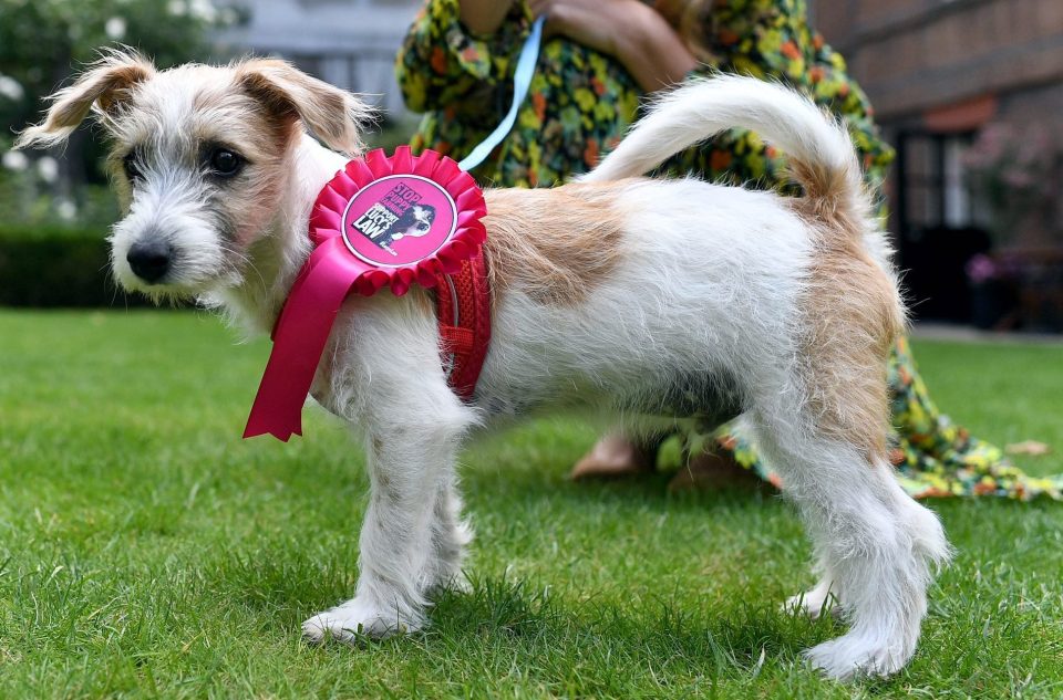  The puppy wore a rosette as he explored his new home in the heart of London