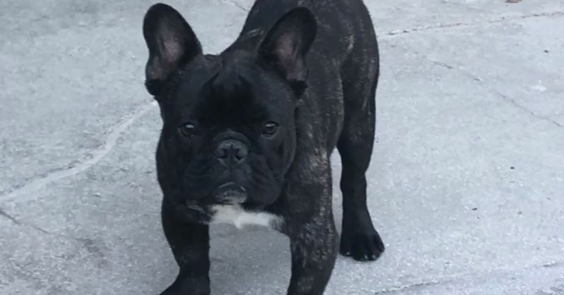  French bulldog Roger tragically died on a KLM flight, his family said