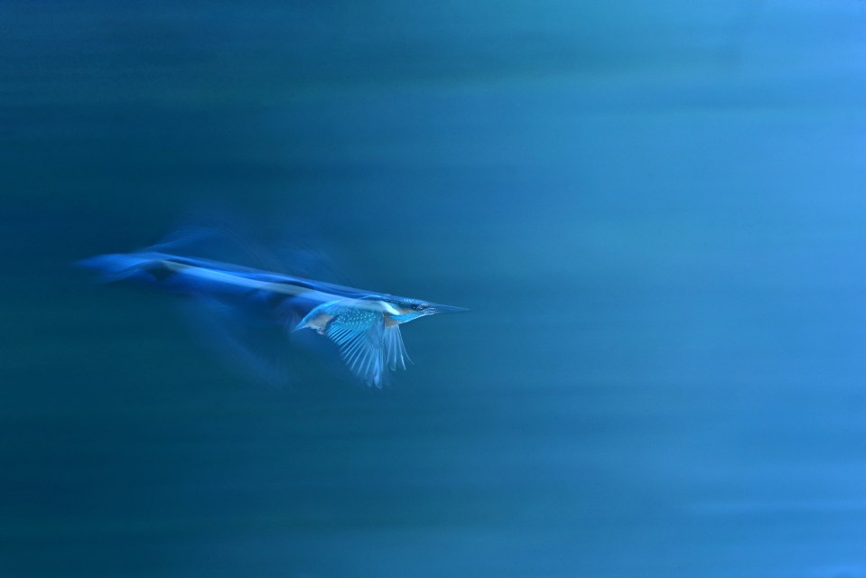  An electric blue bird zooms through the sky