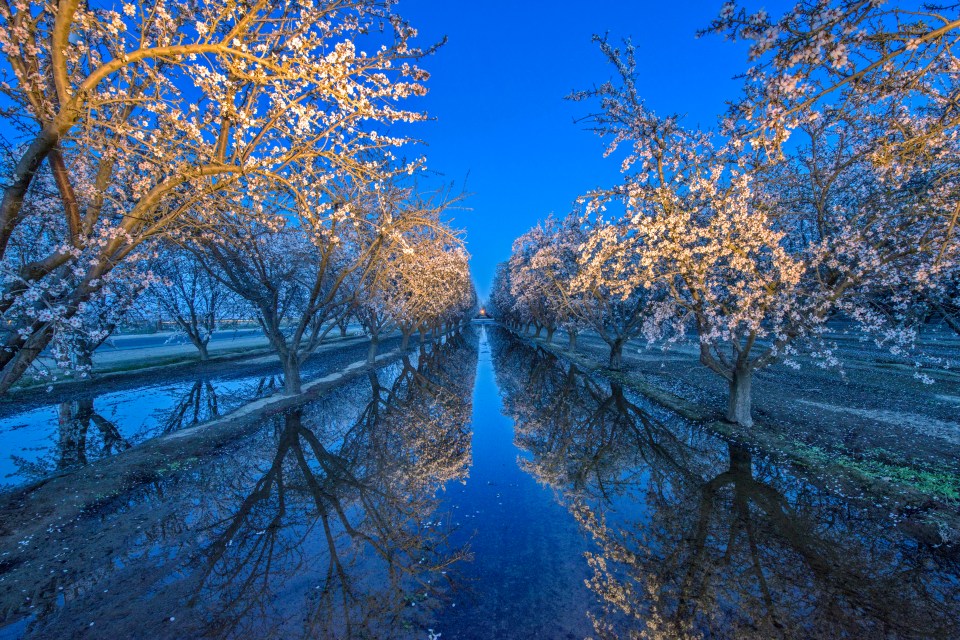  An unnervingly blue sky against snow-white petals