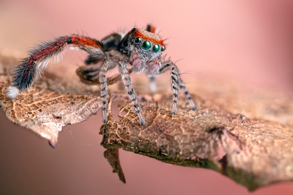  A tiny blue-eyed spider perches atop a leaf