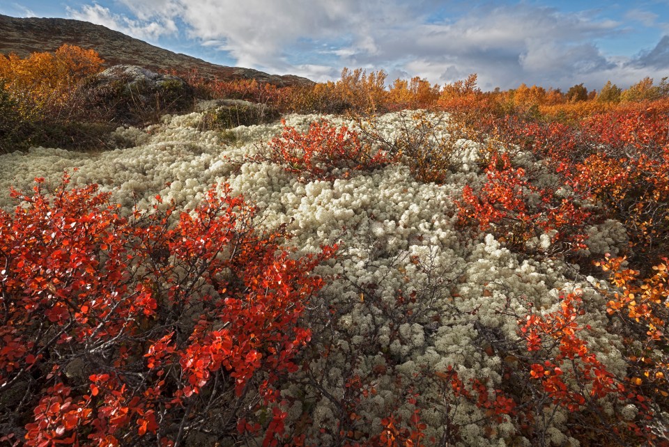  Floral flames lick a mountainside