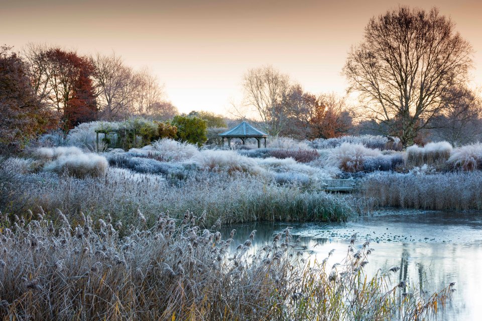  An icy frost blankets this garden