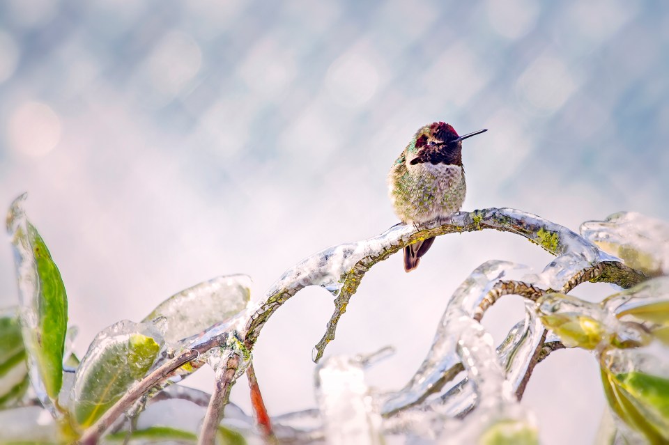  Colours pop as a robin perches atop a frozen branch