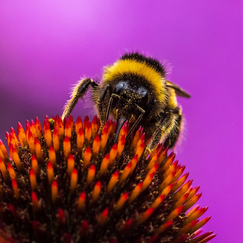  A bee collects pollen from a plant