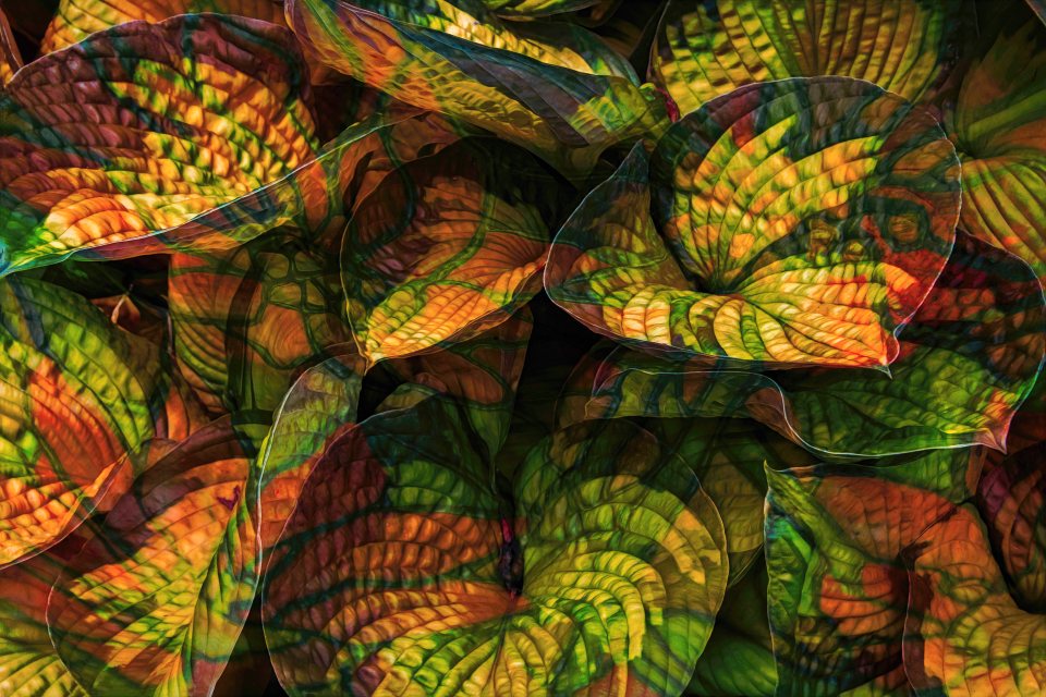  Leaves show incredibly intricate natural patterns