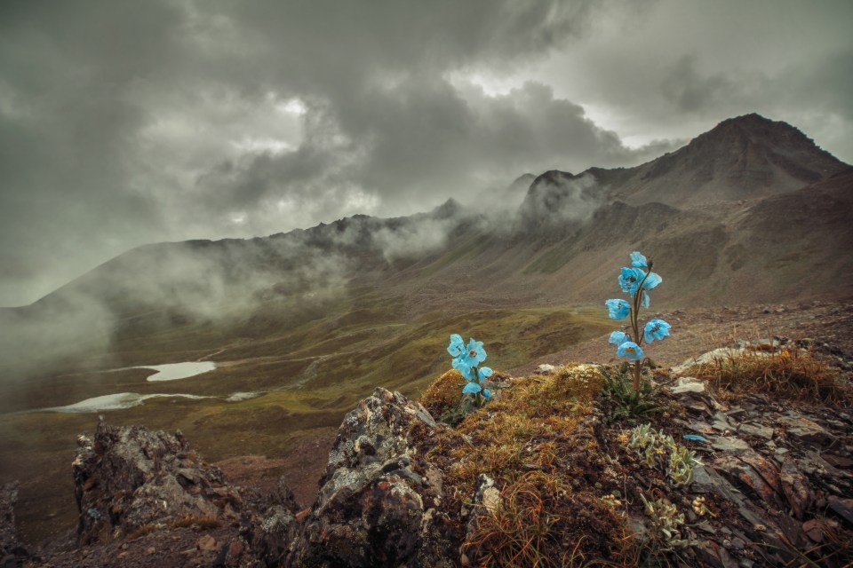  Stunning blue flowers pop against a moody mountainous backdrop