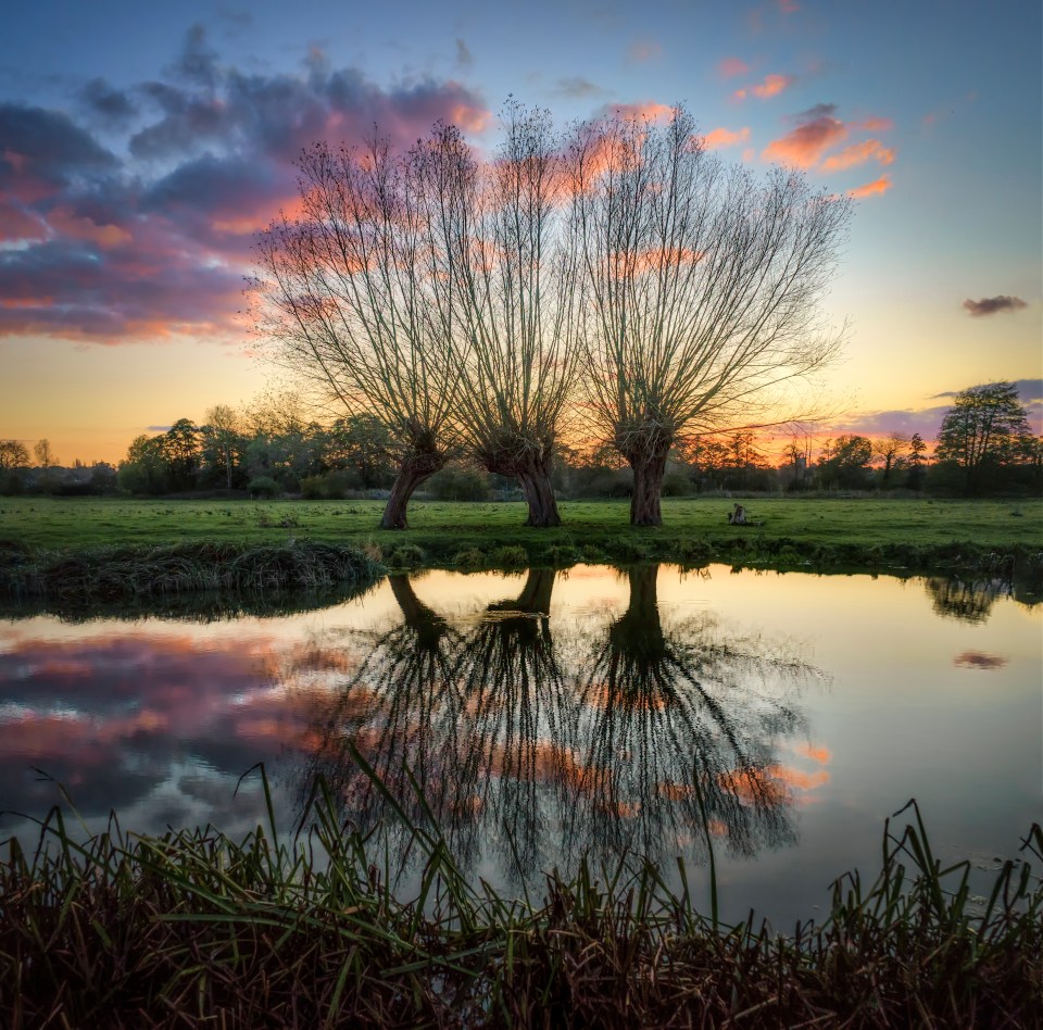  Three trees overlook a completely still lake