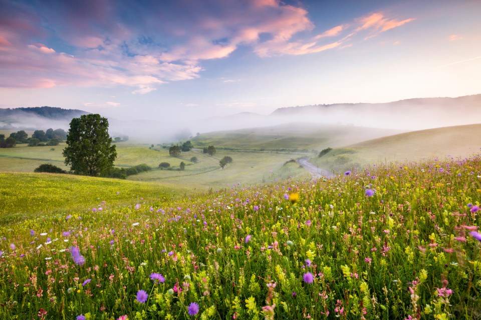  A beautiful meadow as far as the eye can see