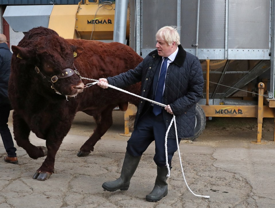  Boris got to grips with a feisty bull at a farm near Aberdeen today