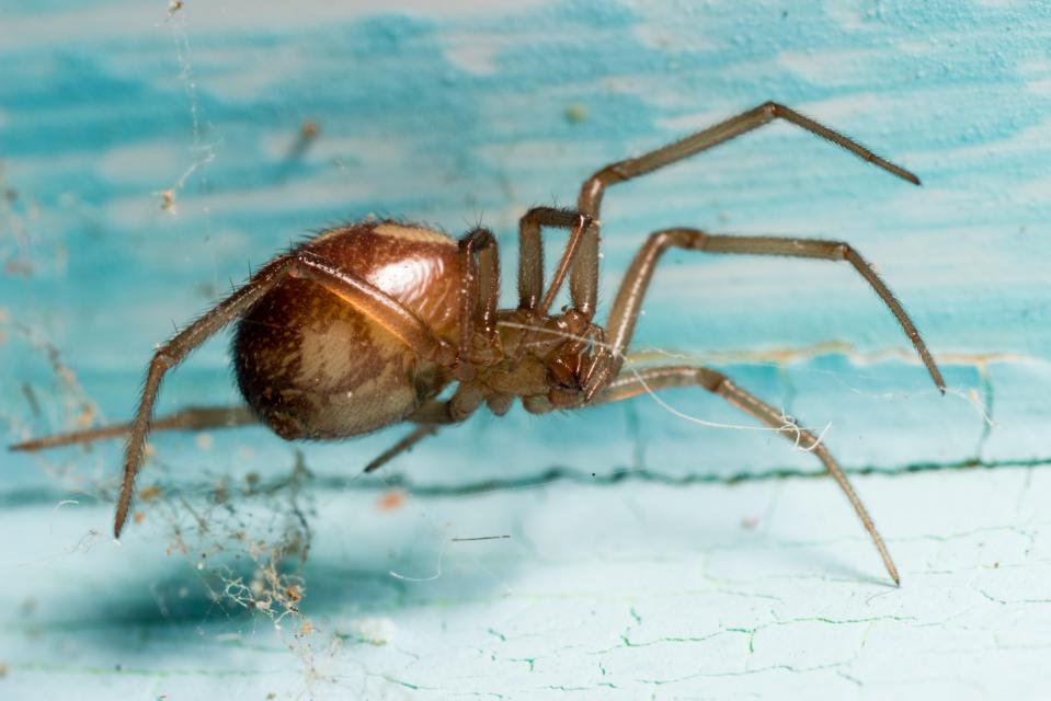  The UK's spider season has officially begun