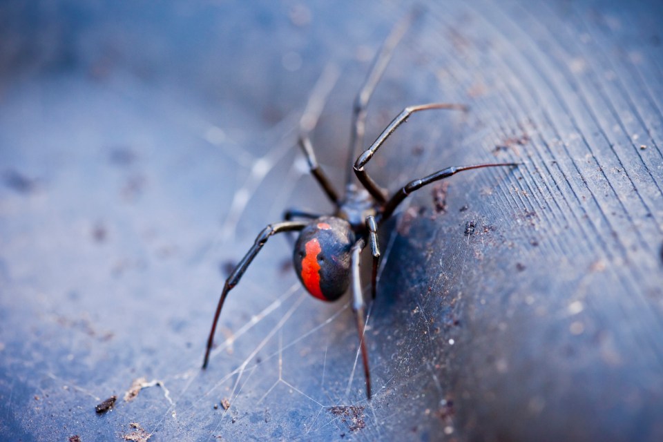  Deadly redbacks are now found all over the world - including in the UK