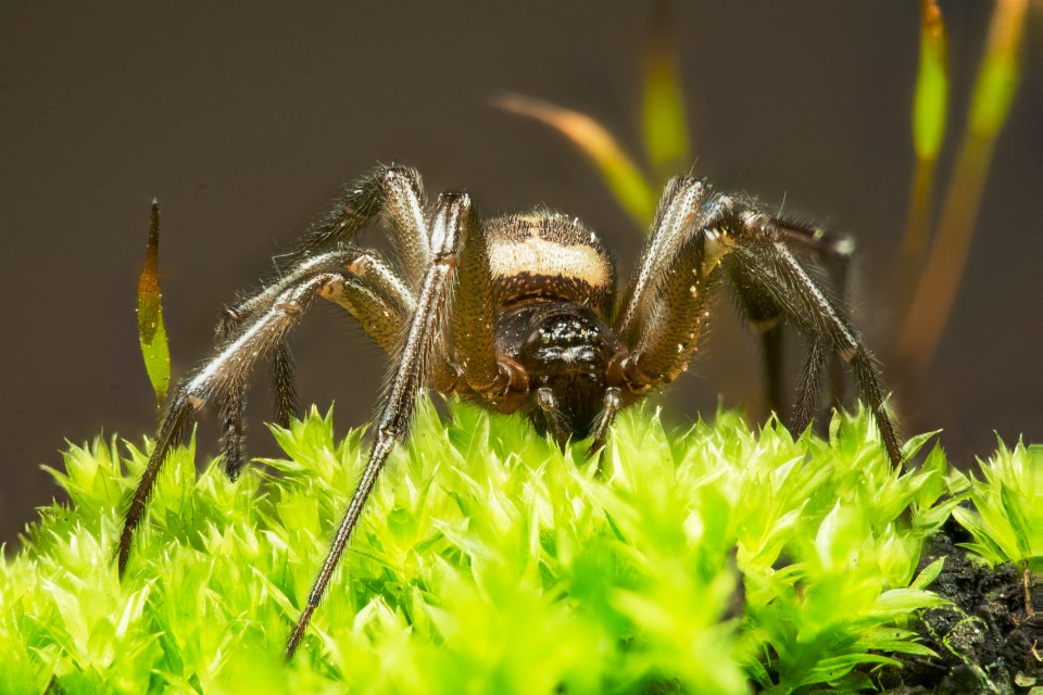 Females can live for up to eight years, while males die shortly after mating