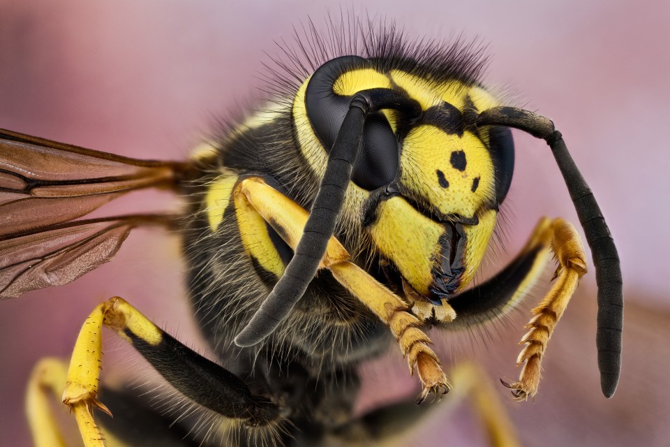  A German wasp can be recognised by the three black dots on its face