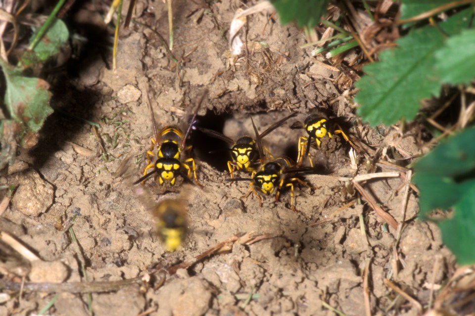  German wasps emerge from an underground nest