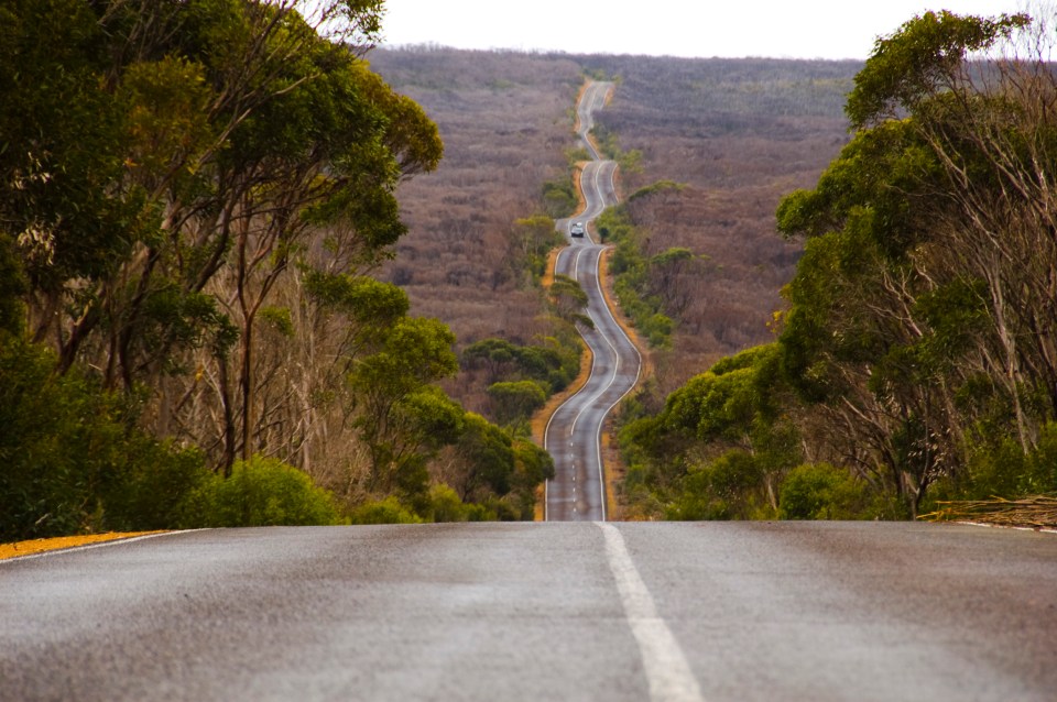 Kangaroo Island is home to amazing wildlife 