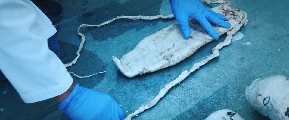  Confiscated fresh totoaba swim bladder at a Mexican police station