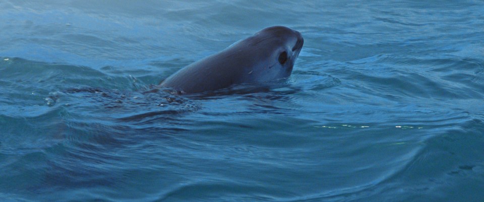  The Vaquita is the smallest and most elusive whale on earth