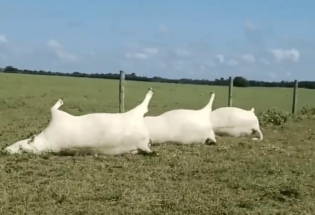  The rancher said the sight was one of the wildest and craziest things he’d ever seen