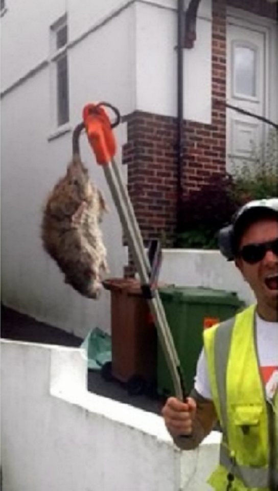  This huge rat was found on a Plymouth street by council refuse workers