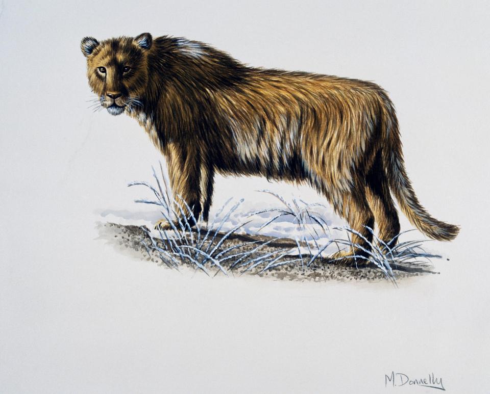  Cave lions were about 10% bigger than modern lions