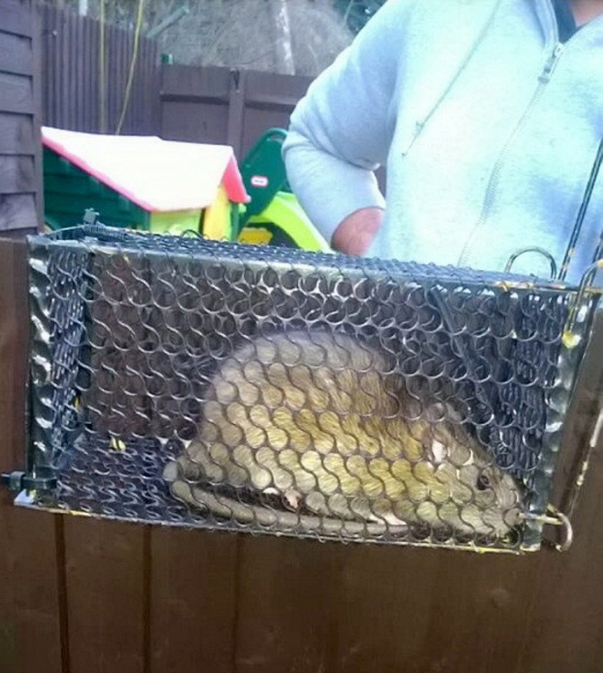  Millions of massive rats - like this one caught in Kent - are making their way into houses as temperatures drop around Britain