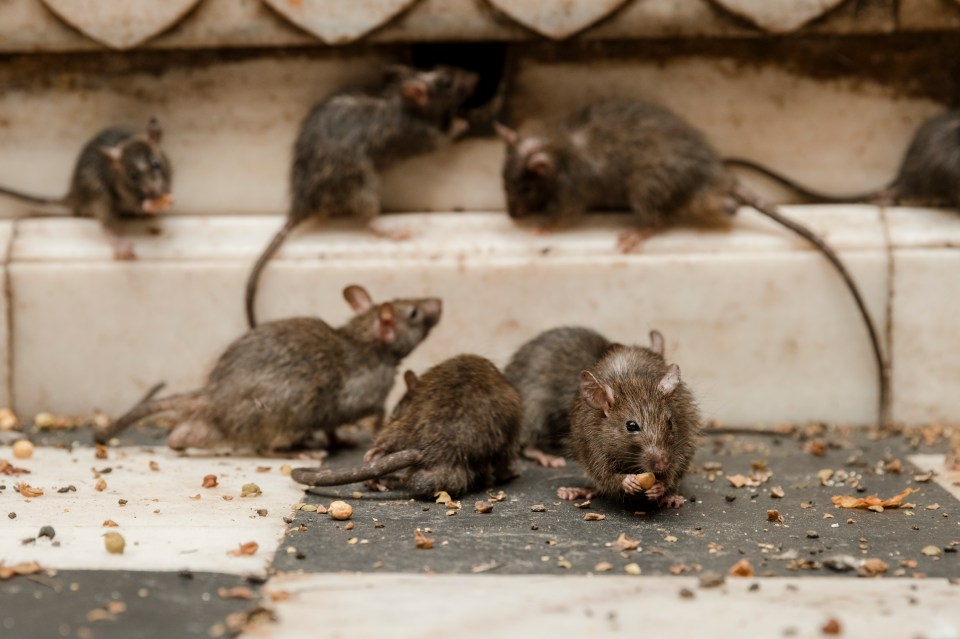  Brits have been warned they need to protect their homes as the country's rat population will soon be on the hunt for somewhere 'warm and cozy' to nest