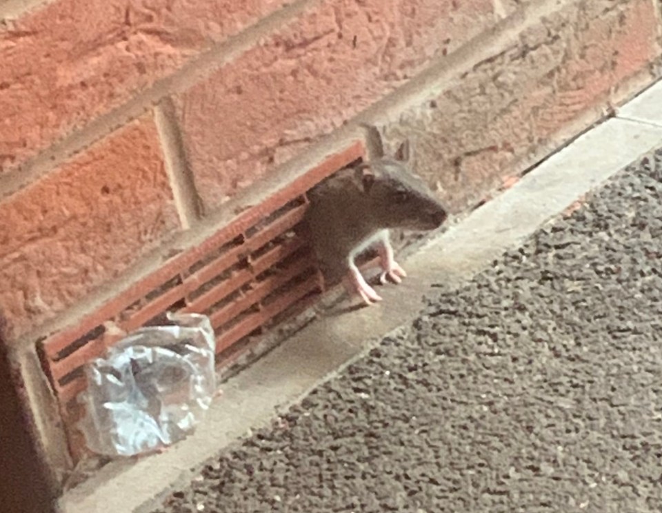  Rats can exploit small holes in the side of a house to get inside