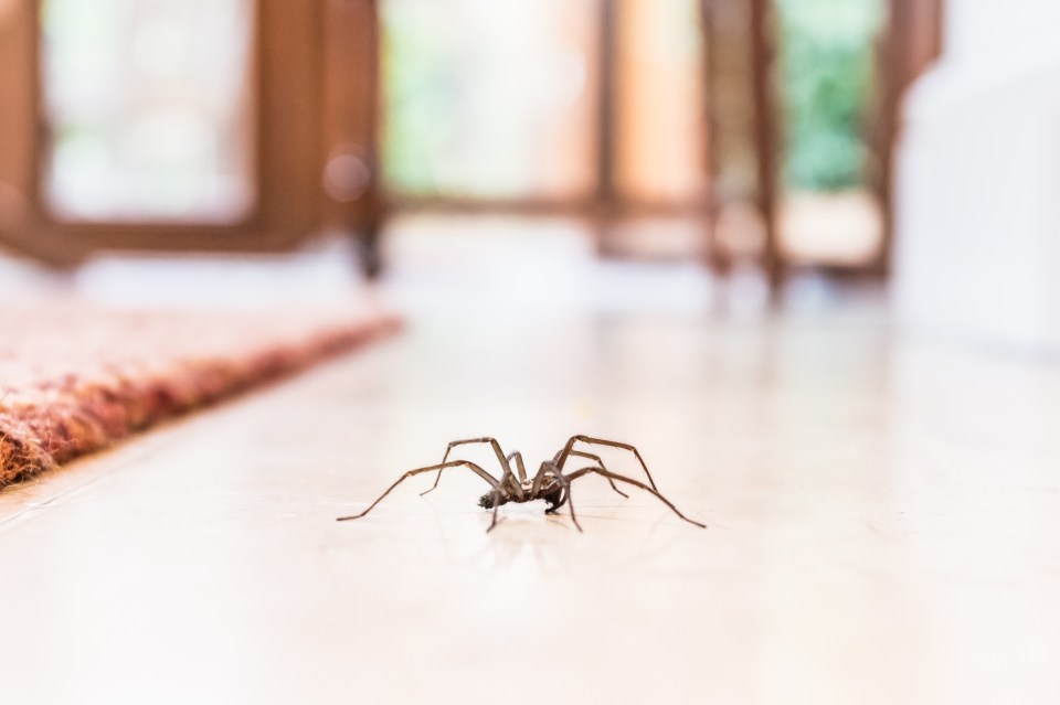  Have you noticed more spiders in your home?