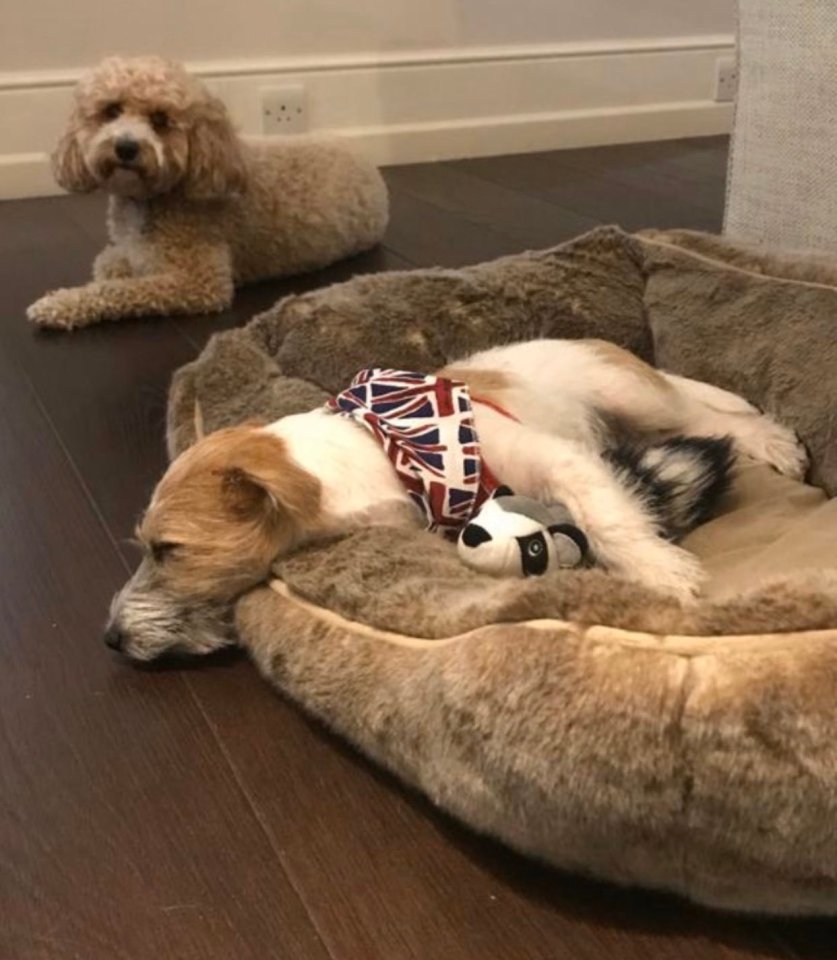  Boris Johnson's pet Dilyn, pictured front, cannot be trusted on his own with the Chancellor's dog Bailey, pictured back