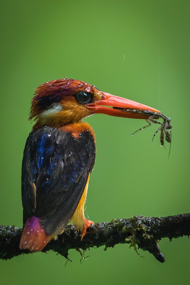 'Oriental dwarf kingfisher' by @mits4772 (India)