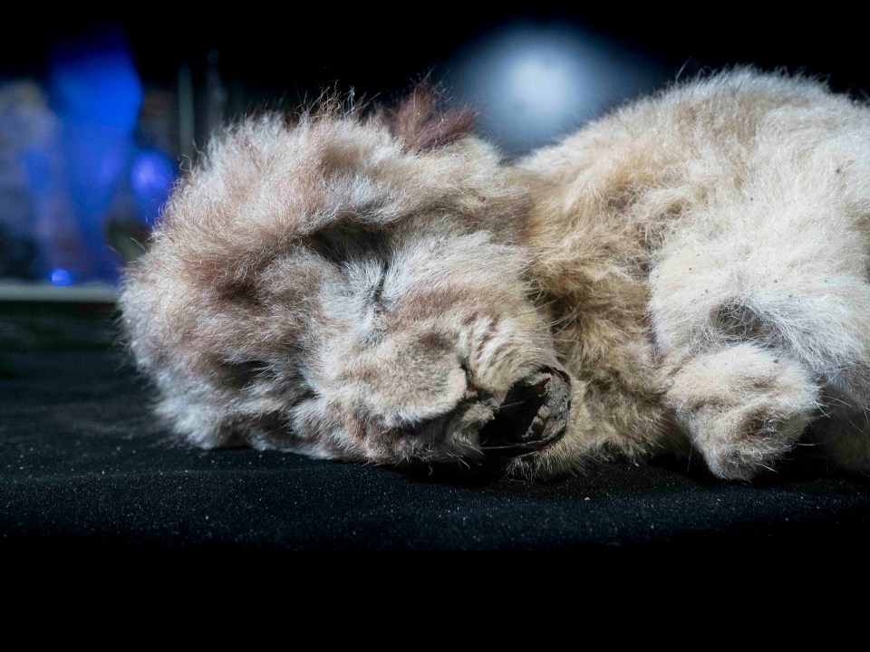  This image shows Sparta, a female cave lion found in the Siberian permafrost