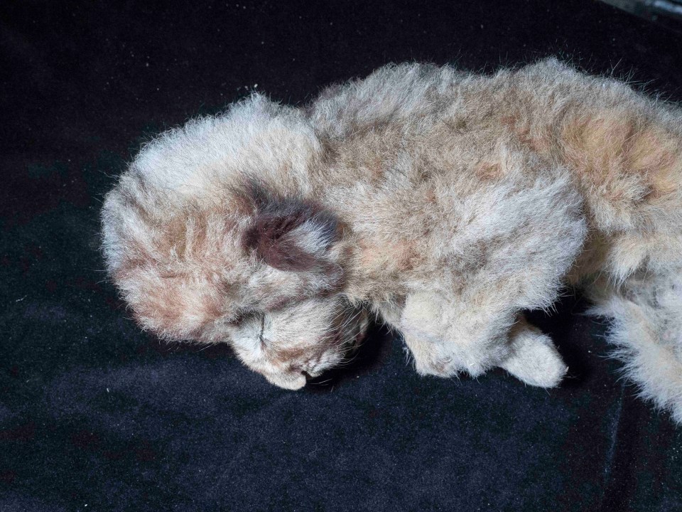  The well-preserved lion cub was once thought to be male, but research proved she was a female unrelated to Boris