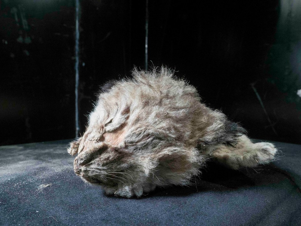  Scientists hope that they may be able to revive cave lions as a species using these cubs