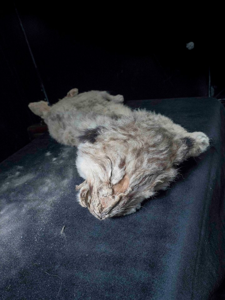  Another cave lion cub named Boris was found