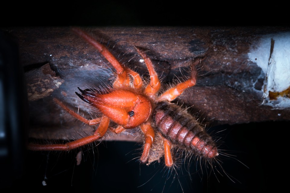  Solifugae can run at 10mph, and deliver painful bites when threatened