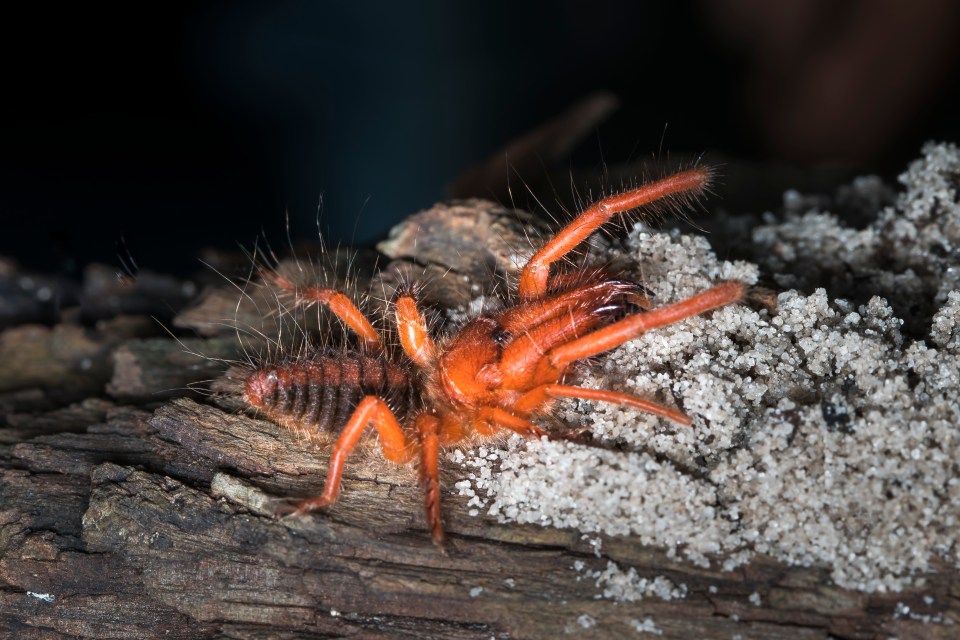  The creatures are sometimes called camel spiders or wind scorpions