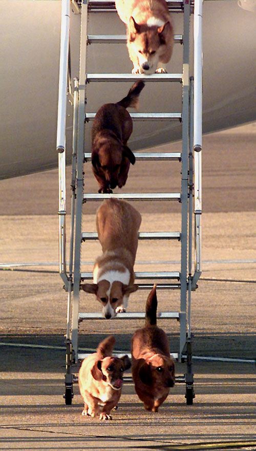  The Queen's corgis were her pride and joy and they even had their own room at Buckingham Palace