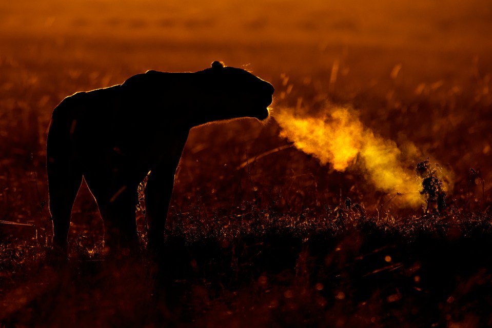 A young lion's breath can be seen evaporating in the cold morning