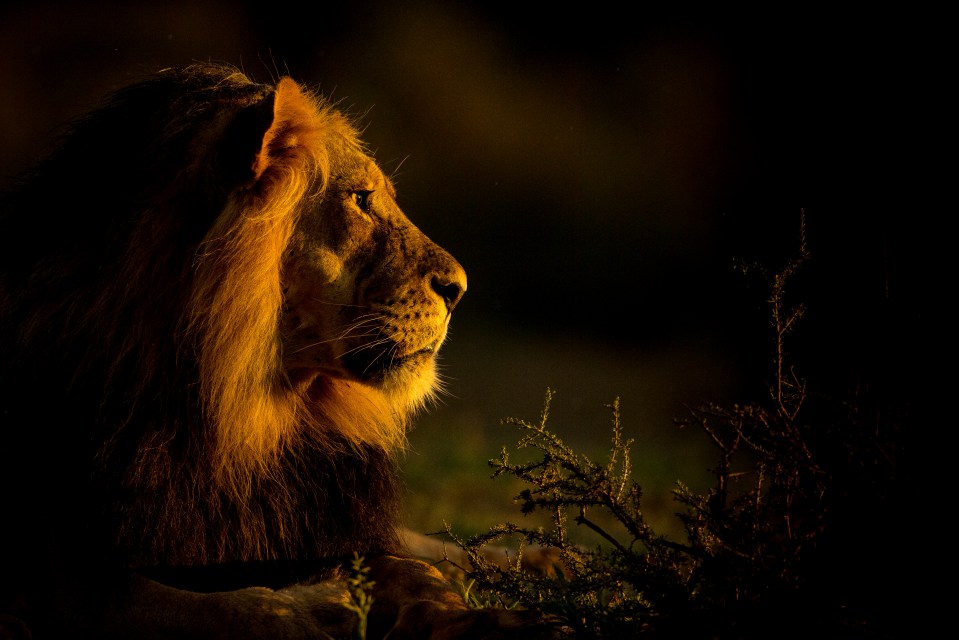 Will the lion fade into the darkness of history?