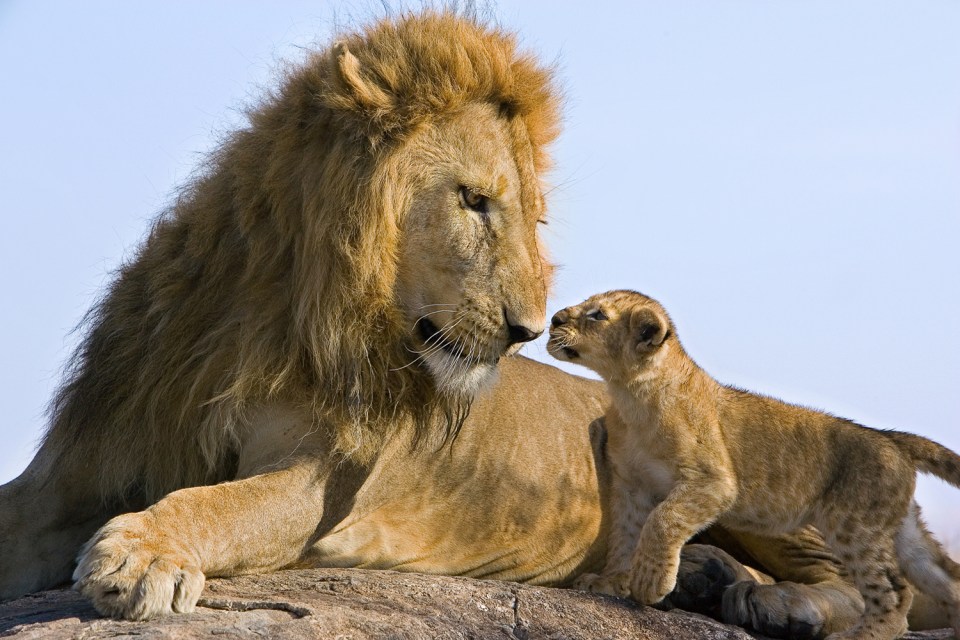 Lionesses and cubs are losing their male protectors 