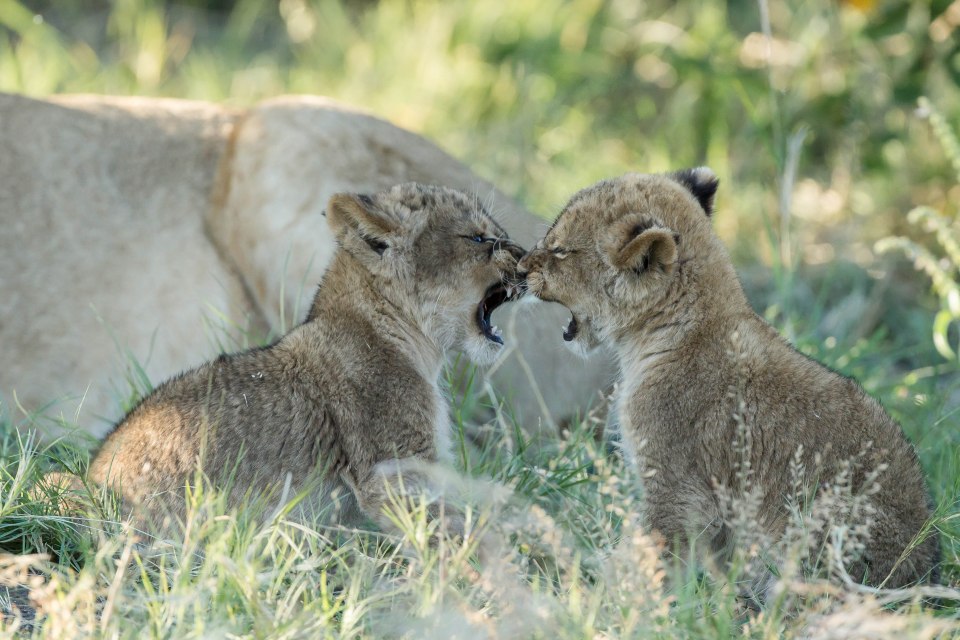 Remembering Lions was masterminded by British snapper Margot Raggett