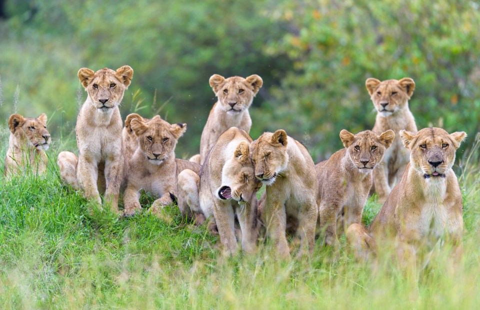 Will these young cubs survive in their homelands?