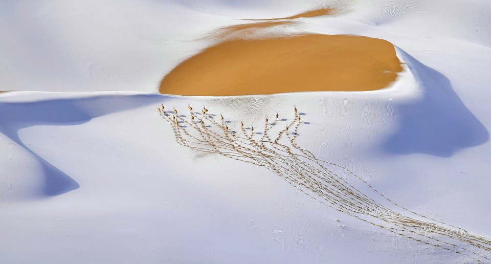  Snow-plateau Nomads by Shangzhen Fan shot in China’s Altun Shan National Nature Reserve