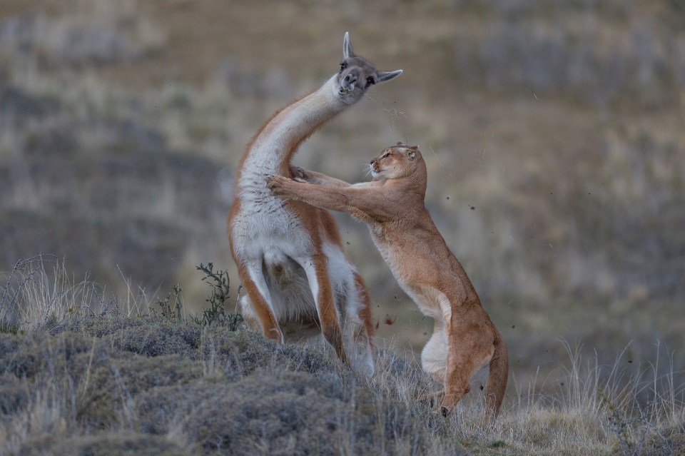  This image of a puma hunting a guanaco in Patagonia, Chile was also a winning snap