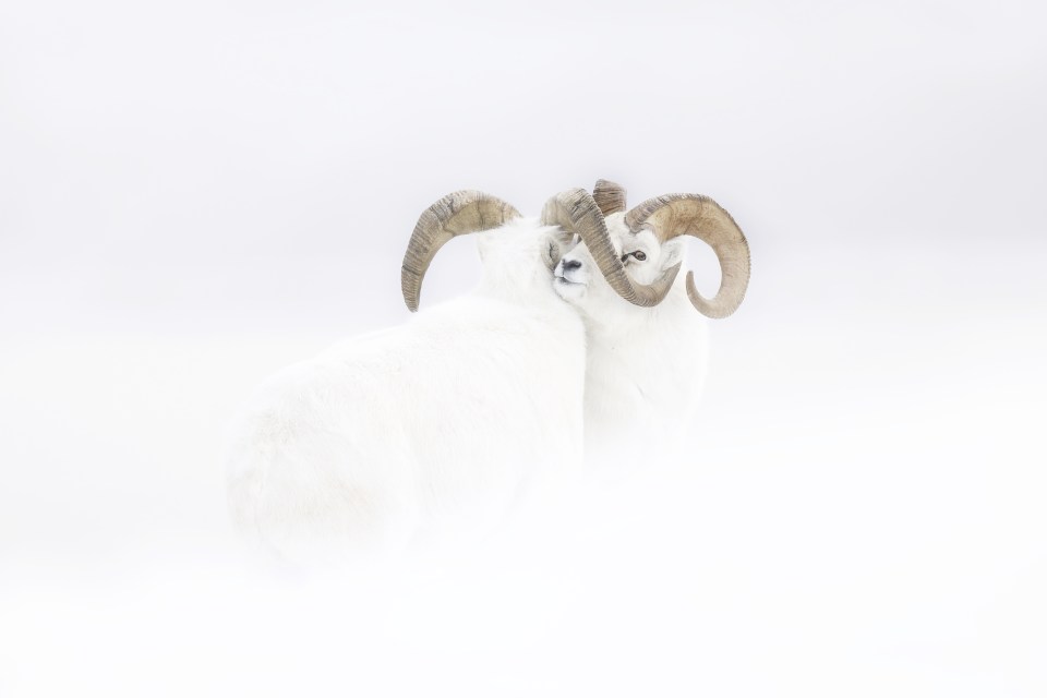  Frozen Moment by Jérémie Villet shows North American mountain sheep blending in with their snowy environment