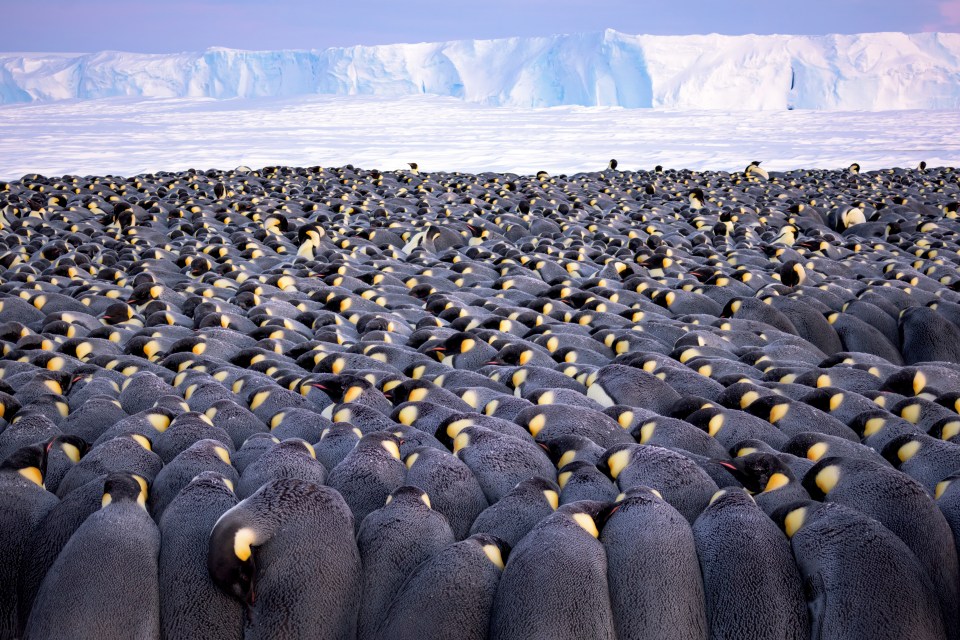  This snap titled The Huddle was shot by Stefan Christmann on the sea ice of Antarctica’s Atka Bay