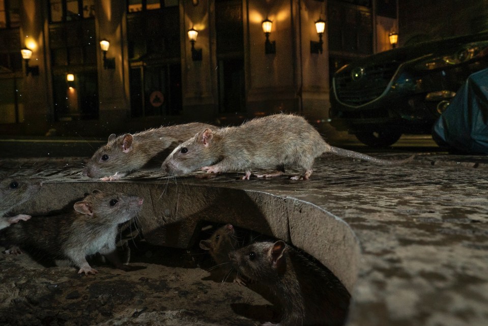  The Rat Pack by Charlie Hamilton James shows rats on the pavement of Pearl Street in New York