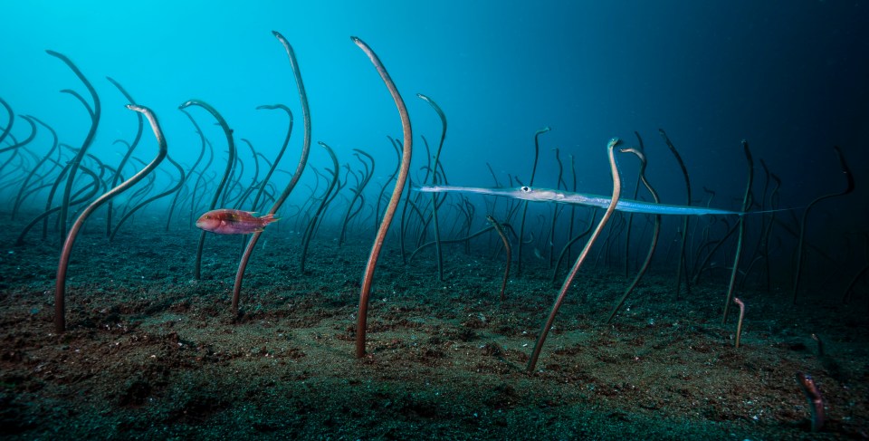  A wrasse and coronet fish glide through a colony of garden eels off Dumaguete, Philippines